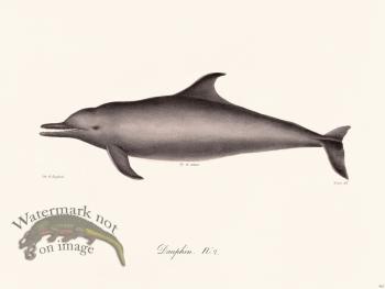 Cuvier 422 Dauphin N 2